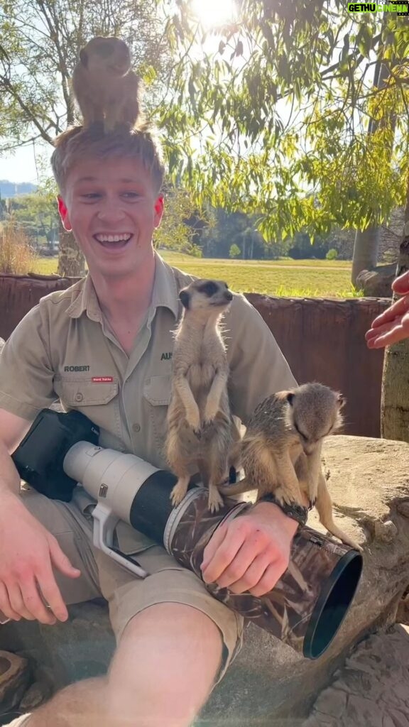 Robert Clarence Irwin Instagram - Meet our meerkat mob!