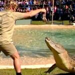 Robert Clarence Irwin Instagram - Bringing back one of my dad’s old favourites! A croc feed for a packed-out audience in one of his favourite places in Australia Zoo! This was a special one, a spur-of-the-moment idea I had… to follow in his footsteps and feed some of the very same crocs that he did. Thanks everyone for coming, it is awesome to see how Dad’s message and passion for crocs lives on!