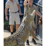 Robert Clarence Irwin Instagram - I’m feeding our beautiful crocodiles from now until December 13 live in the Crocoseum @australiazoo… see you here! 🐊
