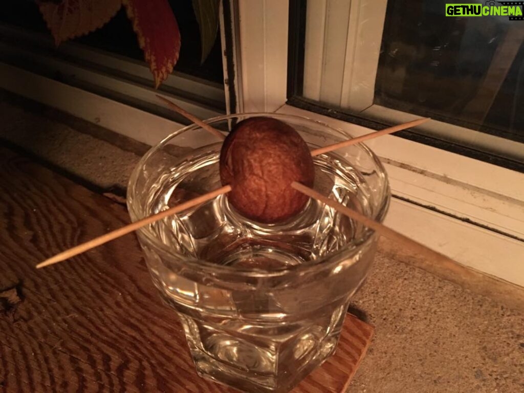 Robert Sheehan Instagram - Growing an avocado! I can’t describe the joy it gives me lads and lasses, and don’t be worrying about this “green thumb” bullshit everything requires practise, trial and error 🍄