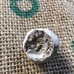 Robert Sheehan Instagram - Made seedballs! To give out this coming #fridaysforfuture in Toronto. Eeeazy peazy and good craic to make. Some potting soil, casting plaster, water and loads of native wildflower seeds and mix er all up in a big pot. Kudos to @oxr8d for the charming packaging. And you don’t have to bury JUST THROW EM! #helpthebees #pollinators Toronto, Ontario