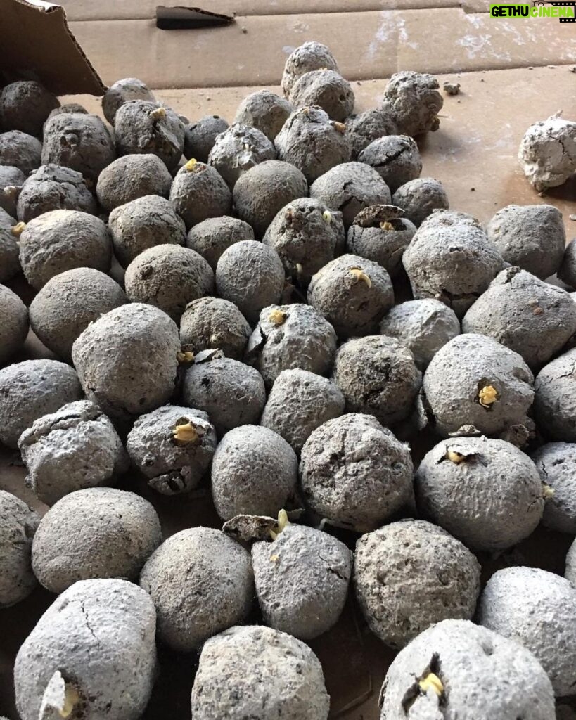 Robert Sheehan Instagram - Made seedballs! To give out this coming #fridaysforfuture in Toronto. Eeeazy peazy and good craic to make. Some potting soil, casting plaster, water and loads of native wildflower seeds and mix er all up in a big pot. Kudos to @oxr8d for the charming packaging. And you don’t have to bury JUST THROW EM! #helpthebees #pollinators Toronto, Ontario