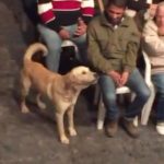 Roberta Miranda Instagram - Que #tbt mais lindo!! Meu amigo apareceu de surpresa!! DOG Caramelo !!
