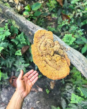 Rodrigo Santoro Instagram - Nem mil imagens traduziriam essa expedição na Amazônia. É preciso estar aqui pra ouvir os sons da natureza, compreender os seus caminhos e a sua forma de vida. Muitas raízes e histórias pra contar. Passar esses dias aprendendo em um dos nossos maiores patrimônios foi muito significativo.