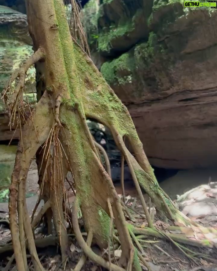 Rodrigo Santoro Instagram - Sempre ouvi falar muito na força da Amazônia, mas foi só agora, depois de passar dias e noites imerso nessa imensidão, que comecei a entender. Nesses registros, estão apenas algumas das tantas maneiras que essa terra mexeu com a gente. Testemunhar a minha filha conhecendo o coração pulsante do Brasil foi impactante. Me fez pensar sobre futuro e esperança. A Amazônia é uma professora soberana. Aprender com ela é essencial; é uma questão de Educação. Ainda temos tempo, mas não muito. Aqui vive um dos maiores tesouros do nosso país. Que a gente nunca feche os olhos pra isso. Muito obrigado @ruyctone por nos conduzir nessa jornada e nos inspirar com seu trabalho transformador 🌳