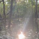 Rodrigo Santoro Instagram - Sempre ouvi falar muito na força da Amazônia, mas foi só agora, depois de passar dias e noites imerso nessa imensidão, que comecei a entender. Nesses registros, estão apenas algumas das tantas maneiras que essa terra mexeu com a gente. Testemunhar a minha filha conhecendo o coração pulsante do Brasil foi impactante. Me fez pensar sobre futuro e esperança. A Amazônia é uma professora soberana. Aprender com ela é essencial; é uma questão de Educação. Ainda temos tempo, mas não muito. Aqui vive um dos maiores tesouros do nosso país. Que a gente nunca feche os olhos pra isso. Muito obrigado @ruyctone por nos conduzir nessa jornada e nos inspirar com seu trabalho transformador 🌳
