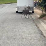 Romain Grosjean Instagram - Oh deer!