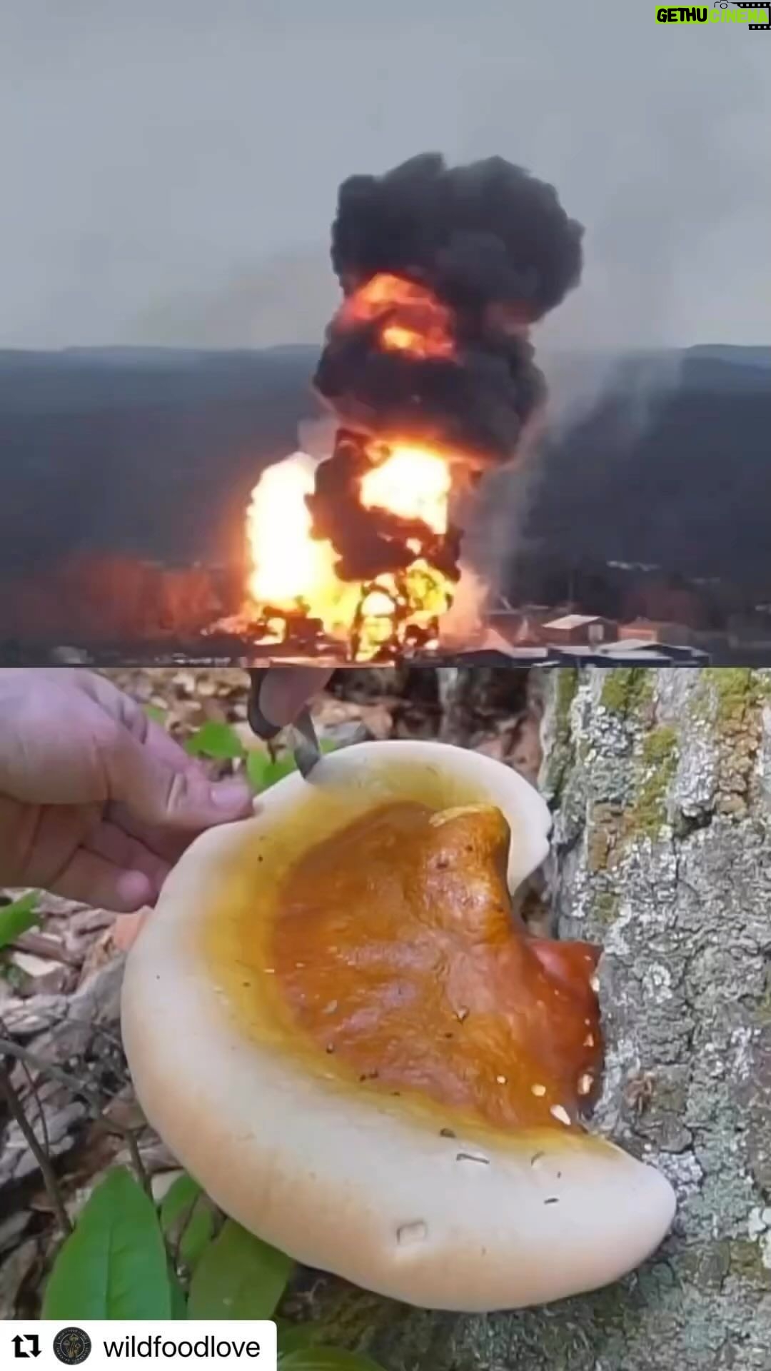 Rose Namajunas Instagram - This should be breaking news… I for one can’t wait to get started on my garden preparations year and I know mushrooms will be incorporated to my new garden. 🙌 Nature is super duper awesome take care of it and it can help us! #Repost @wildfoodlove with @use.repost ・・・ Fungi to the rescue! Mushrooms can help clean up the chemical spill in Ohio. Certain mycelium like oyster mushrooms can break down toxic chemicals into their component parts. This process is called mycoremediation. You can Inoculate a substrate with mycelium and put it in a waterway as a filter. This is called mycofiltration. @sonofa_bear #wildfoodlove #eastpalestine #eastpalestineohio #ohiochemicalspill #ohiooutdoors #ohiotrainderailment #mycoremediation #mycofiltration #wildmushrooms #oystermushrooms #foraging #foragedmushrooms #bioremediation #environmentaljustice #remediation #mycology #cleanuptheworld #sustainabilitymatters #pleurotusostreatus #pleurotus #mycelium #mushroomlove #fungiphile #mycophile