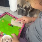 Roxana Díaz Instagram - Es increíble lo hacen estos peludos! Son muy inteligentes pero tercos... Shanty hasta juega a las escondidas con los niñitos, me quedo impresionada de verdad... Jejejejjejejejejejjejejje pero como le cuesta ir al pad 😡 y como le gusta comerse el escritorio , pero afortunadamente es una etapa que ya pasará.. . #peludos #shanty #love #amorpormispeludos #buldogfrances #frenchie