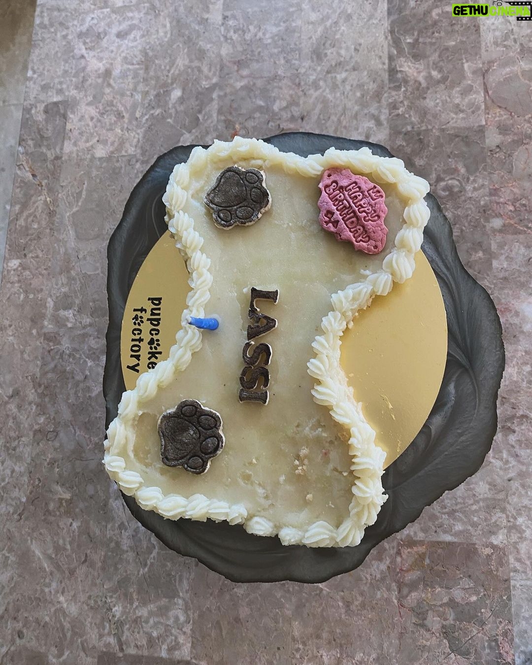Ruhanika Dhawan Instagram - Pawty time mother puppers! Our Lassi turned one today had to take ito the gram🐾🐾