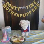Ruhanika Dhawan Instagram - Pawty time mother puppers! Our Lassi turned one today had to take ito the gram🐾🐾