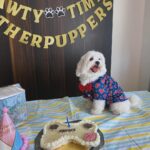 Ruhanika Dhawan Instagram - Pawty time mother puppers! Our Lassi turned one today had to take ito the gram🐾🐾