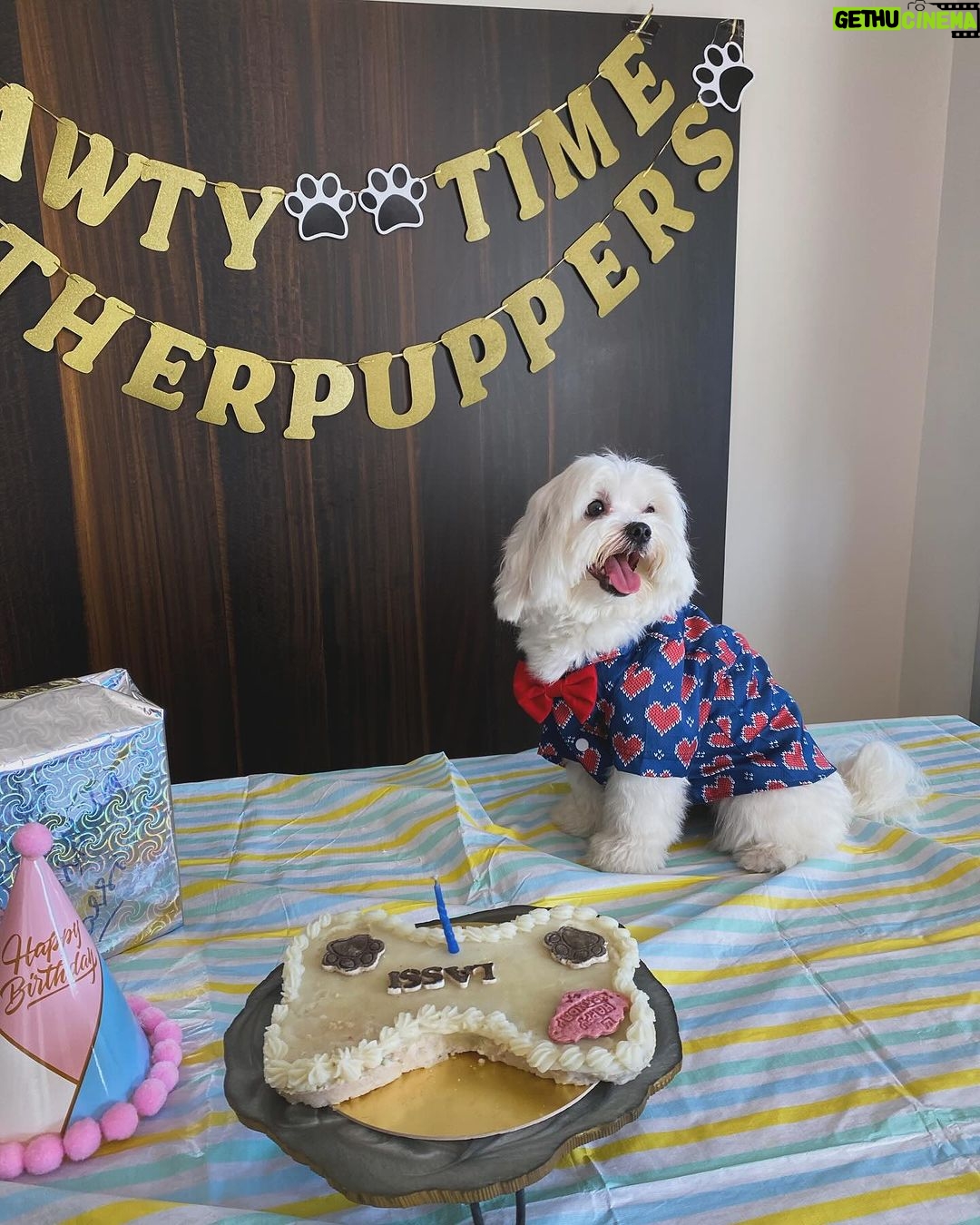 Ruhanika Dhawan Instagram - Pawty time mother puppers! Our Lassi turned one today had to take ito the gram🐾🐾