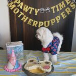 Ruhanika Dhawan Instagram - Pawty time mother puppers! Our Lassi turned one today had to take ito the gram🐾🐾