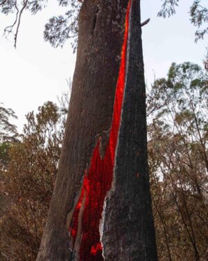 Russell Crowe Instagram - Hey Australia,
Just a reminder, we’ve dealt with serious shit before, and we will deal with what confronts us now.
Together (minimum 1.5 metres apart).