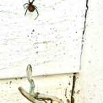 Russell Crowe Instagram - Here’s that photo of the just hatched ( see eggshell ) baby whip snake that got caught up in a red back spiders web that you wanted. For scale , the red back spider is about the size of the nail on your little finger.