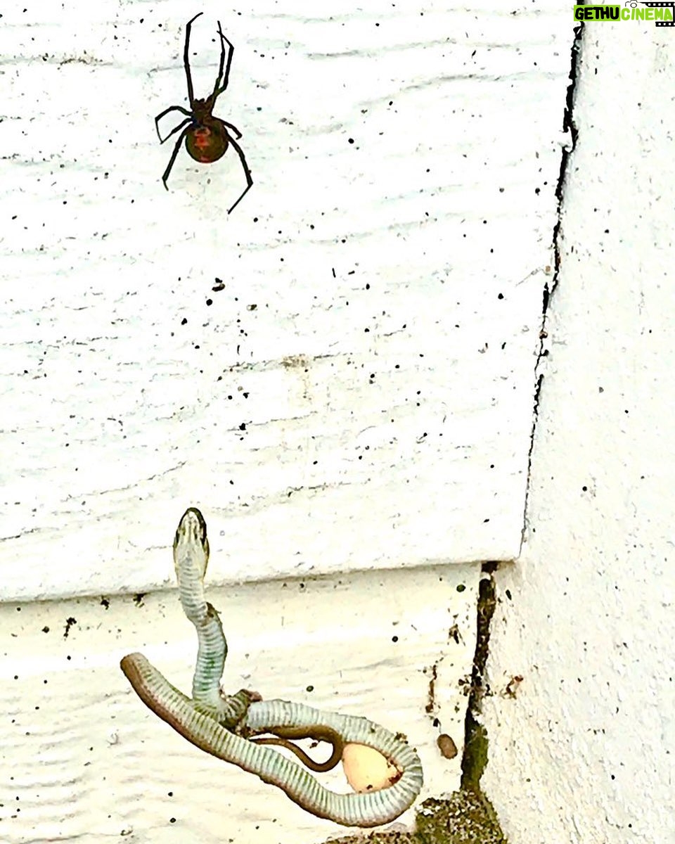 Russell Crowe Instagram - Here’s that photo of the just hatched ( see eggshell ) baby whip snake that got caught up in a red back spiders web that you wanted. For scale , the red back spider is about the size of the nail on your little finger.