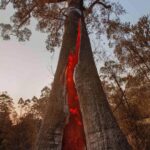 Russell Crowe Instagram - Still burning... they say a wind change might crank things up again in the valley. I hope wherever you are in Australia, or California or anywhere else facing bushfires , that you and yours remain safe.