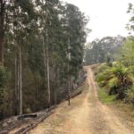 Russell Crowe Instagram - We cut this firebreak 10 years ago. It did it’s job exactly.