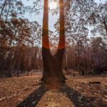 Russell Crowe Instagram - Still burning... they say a wind change might crank things up again in the valley. I hope wherever you are in Australia, or California or anywhere else facing bushfires , that you and yours remain safe.