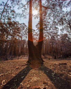 Russell Crowe Instagram - Still burning... they say a wind change might crank things up again in the valley.

I hope wherever you are in Australia, or California or anywhere else facing bushfires , that you and yours remain safe.