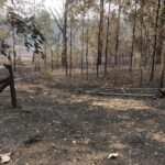 Russell Crowe Instagram - We cut this firebreak 10 years ago. It did it’s job exactly.