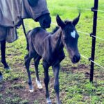 Russell Crowe Instagram - Desi had her foal. She has a heart on her forehead ! Mother and daughter doing great