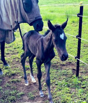 Russell Crowe Instagram - Desi had her foal. She has a heart on her forehead ! 
Mother and daughter doing great
