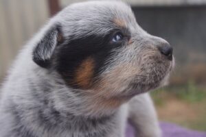 Russell Crowe Instagram - My pup has had a pup !!
A litter of 1. Unusual . 
Here’s Junior ... what a cutie just like his dad.