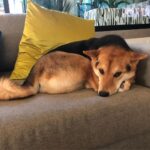 Ryan Higa Instagram - Nothing says relaxed like sleeping on all four of your legs.