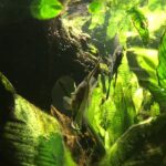 Ryan Higa Instagram - Last night, there were probably 100+ baby angelfish that these parents were protecting over the past couple weeks... and this is one of the longest that any of the baby angelfish have survived, due to these vigilant, hard working parents. I really believed 1 out of the hundreds might actually survive for a change... well, I woke up this morning to the sight of those same hardworking, protective parents, eating their very last child themselves and I guess it’s just like the saying goes: “You can look like an angel, act like an angel, but when you have too many babies to take care of, you just gotta eat em.” #FishAreAssholes