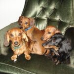Ryan Higa Instagram - Marley’s first roommates, 10 years ago. (L to R: Marley, Milo, Maggie, Max) #10yearchallenge