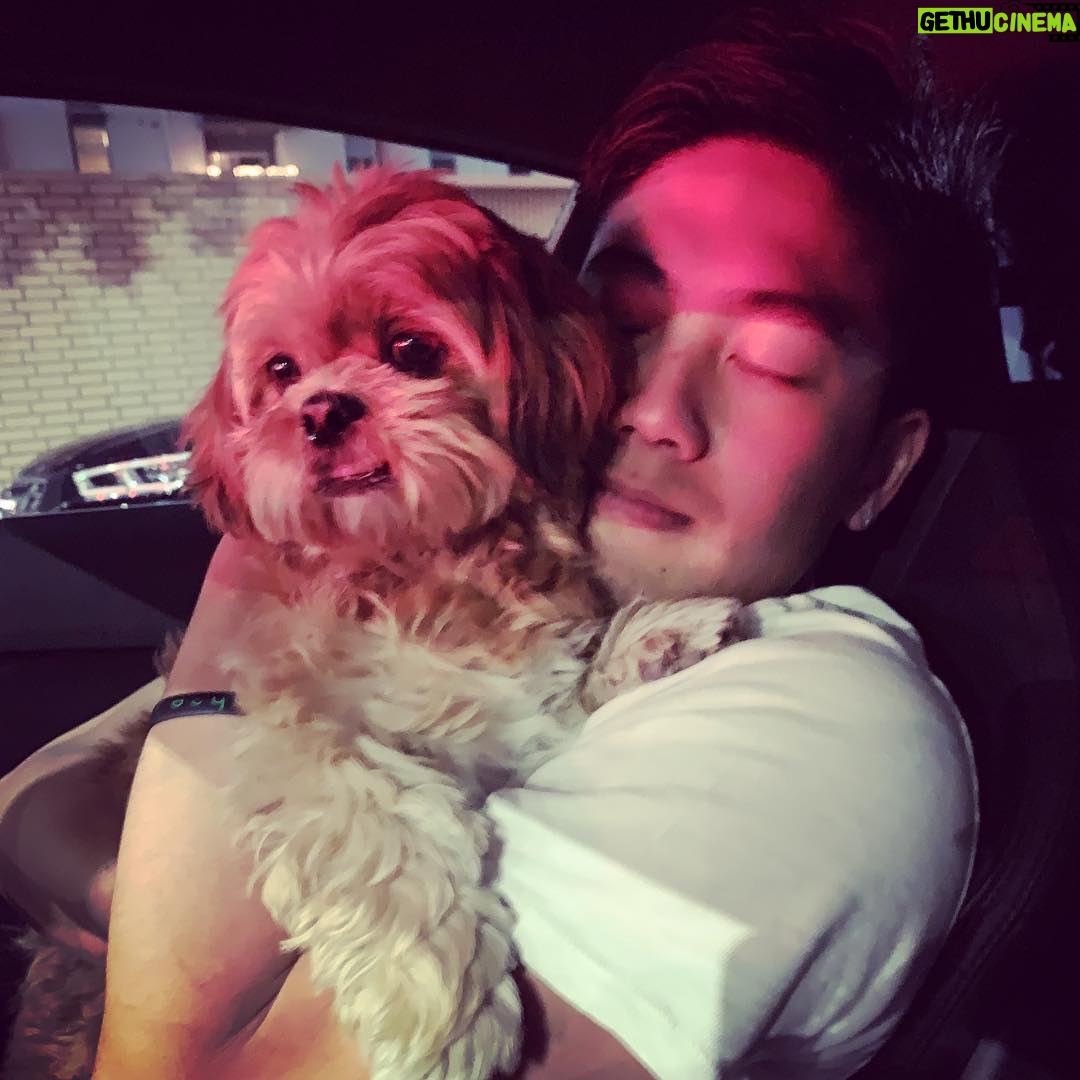 Ryan Higa - 179.1K Likes - Sometimes I rub other dog’s scents on me before I go home so that my dogs know... I have options. #LoveMeMore #AccidentalTags