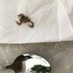 Ryan Higa Instagram - Found this random spoon in my house (poisonous scorpion for scale). #getoverhere