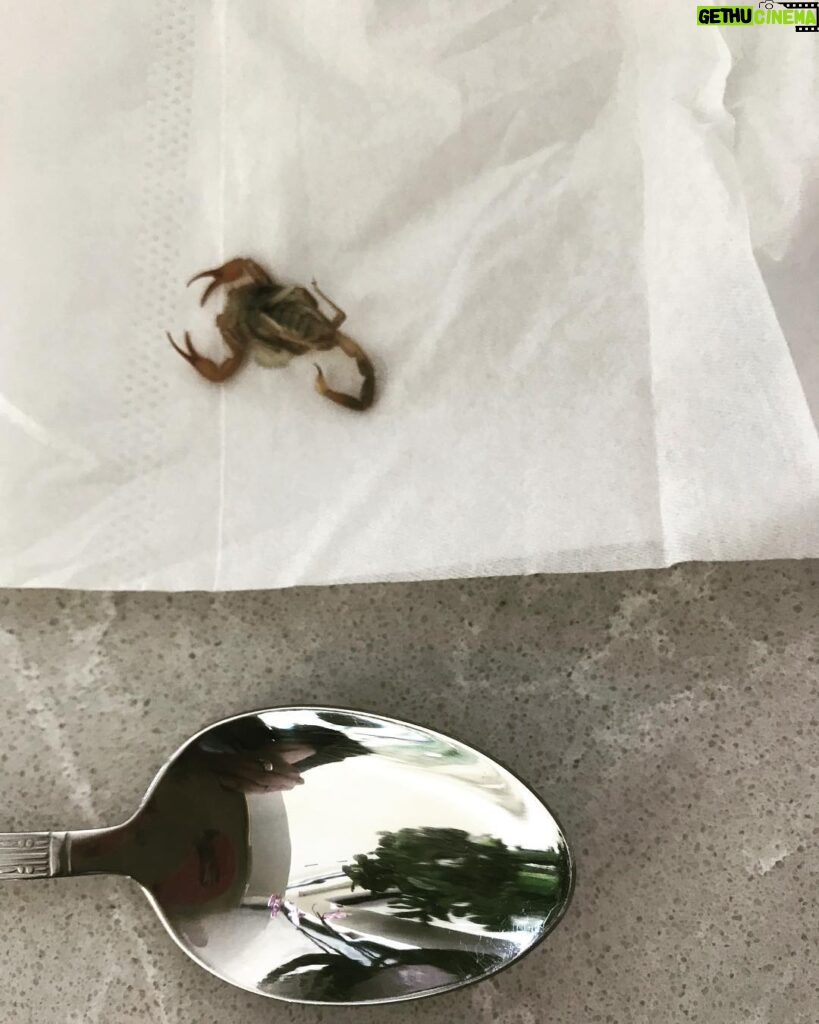 Ryan Higa Instagram - Found this random spoon in my house (poisonous scorpion for scale). #getoverhere