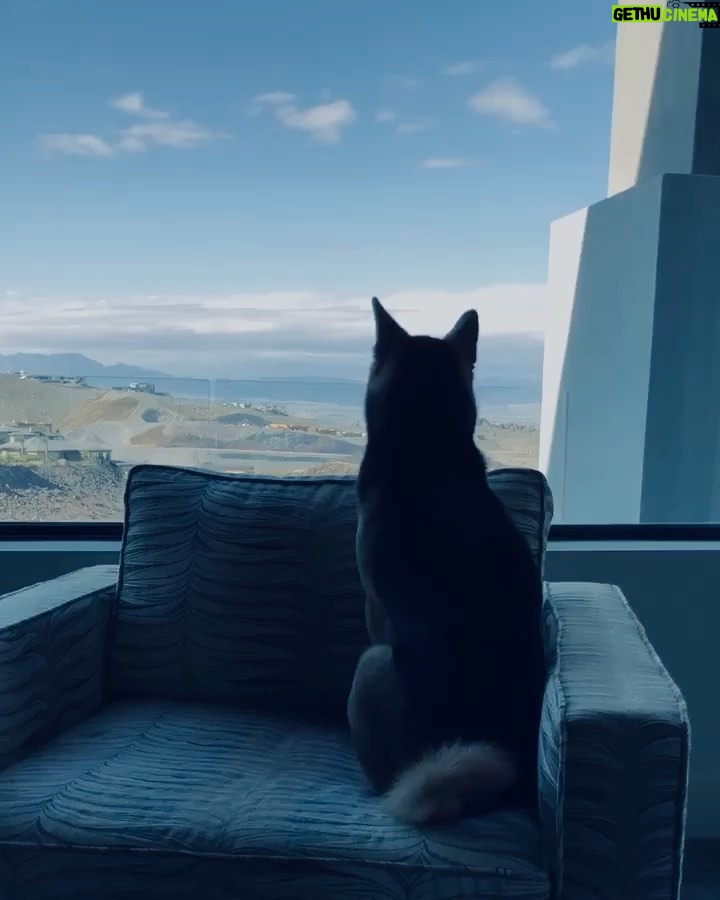 Ryan Higa Instagram - Literally, just took him outside, less than an hour ago and he acts like we’re never gonna go again... “Was I not a good enough boy?” - Roku (But in Japanese)