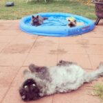 Ryan Kelley Instagram – Who said cats don’t like pools?! #nationalcatday