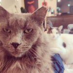 Ryan Kelley Instagram - #Catdaddy