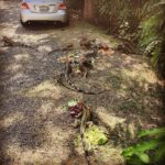 Ryan Kelley Instagram - My kind of party! Costa Rica