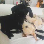 Ryan Seacrest Instagram - Sibling love. Georgia’s become more energetic and playful since meeting her younger brother 💛 Happy #NationalLoveYourPetDay