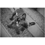 Ryoma Takeuchi Instagram - Dogs Dogs Dogs Love🤍 #leica #写真 #紳士会写真部 #犬