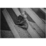 Ryoma Takeuchi Instagram - Dogs Dogs Dogs Love🤍 #leica #写真 #紳士会写真部 #犬