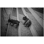 Ryoma Takeuchi Instagram - Dogs Dogs Dogs Love🤍 #leica #写真 #紳士会写真部 #犬