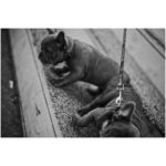 Ryoma Takeuchi Instagram - Dogs Dogs Dogs Love🤍 #leica #写真 #紳士会写真部 #犬