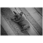 Ryoma Takeuchi Instagram - Dogs Dogs Dogs Love🤍 #leica #写真 #紳士会写真部 #犬