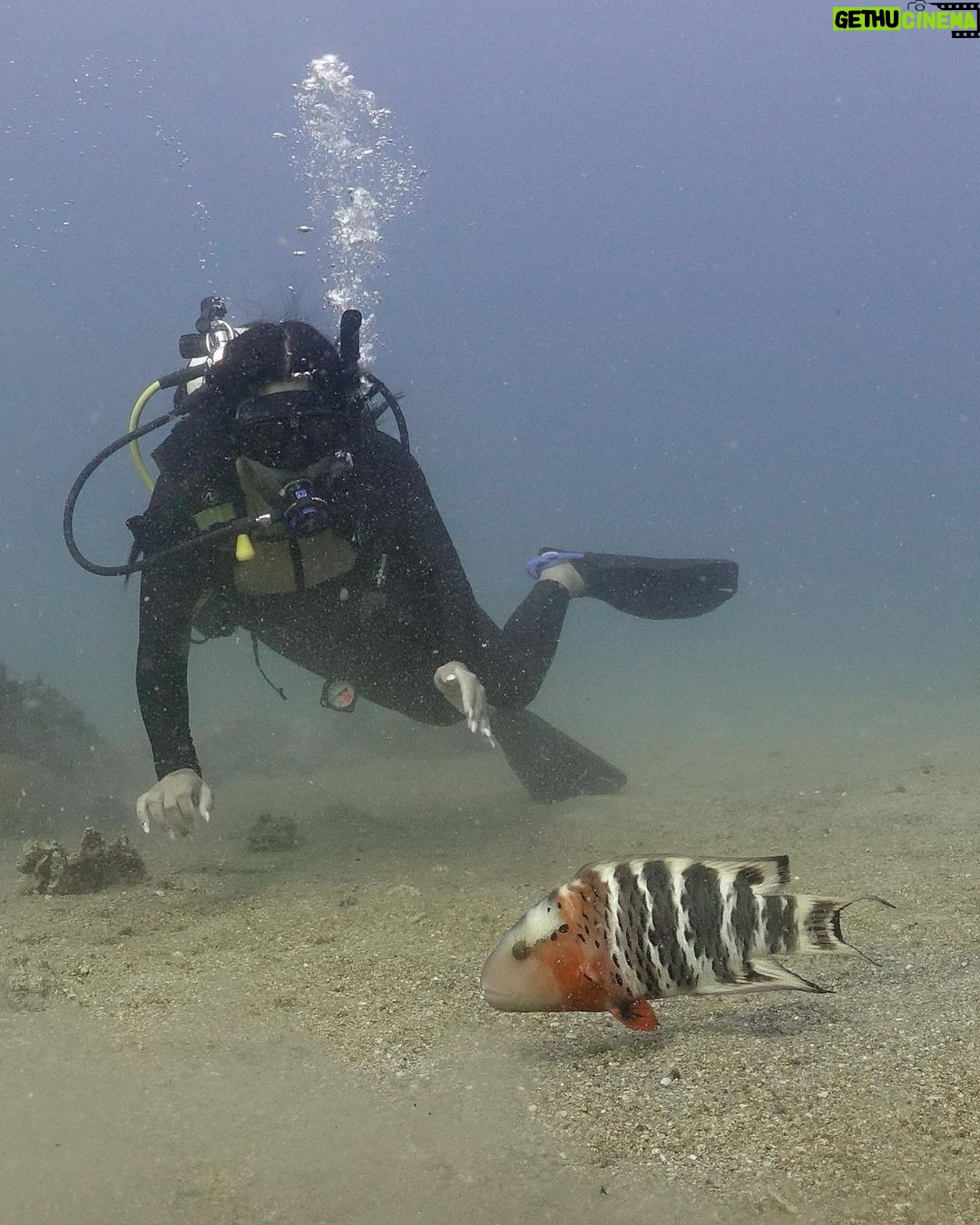 Safa Kabir Instagram - There is so much to see under the Sea. I really wanted to do it for a very long time. Finally it happened nicely and smoothly and I loved every bit of it. Thank you @blackturtledive For making one of my dreams come true. A lot of places need to be discovered, this time it was 12 meter in Tanote bay Thailand.