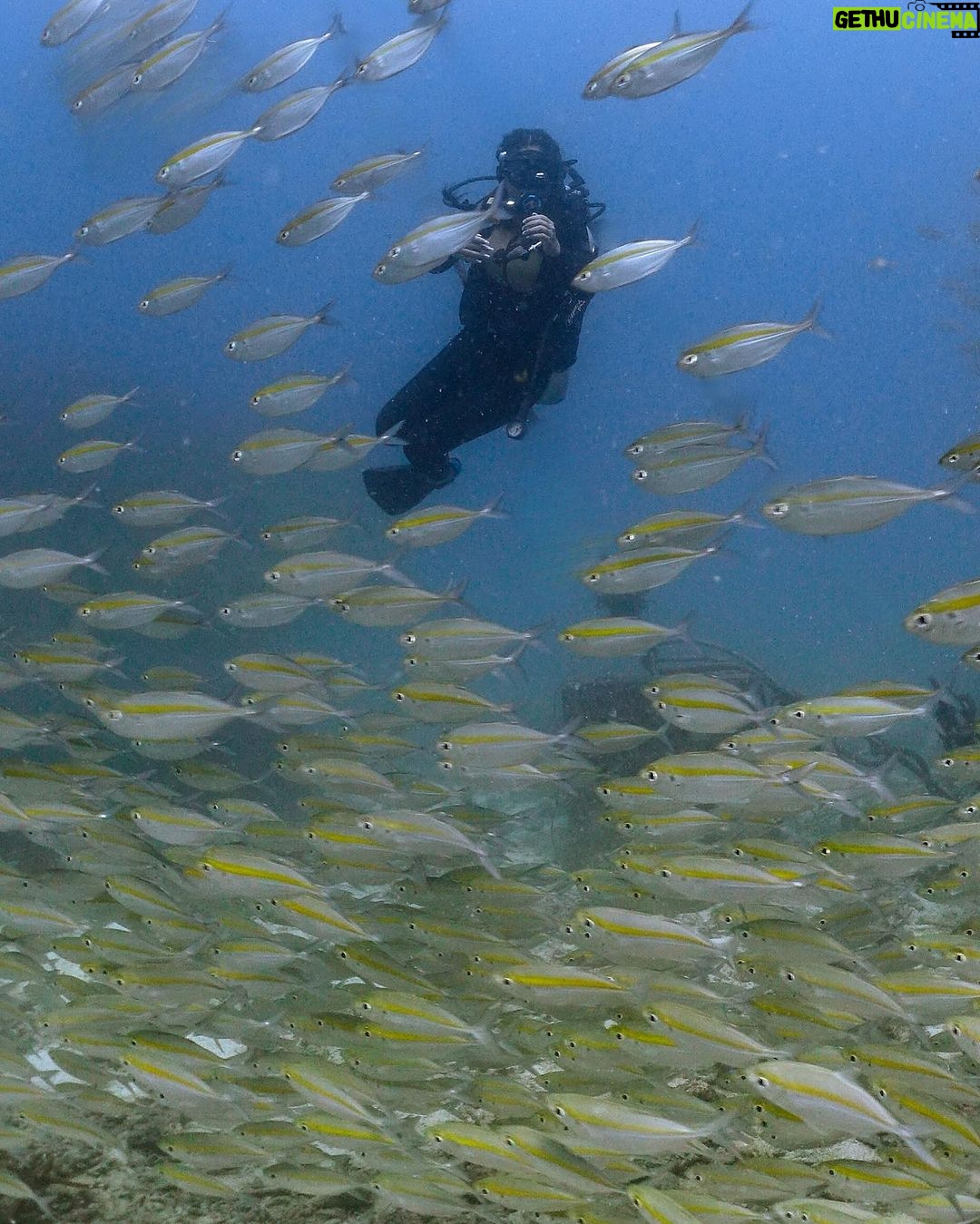 Safa Kabir Instagram - There is so much to see under the Sea. I really wanted to do it for a very long time. Finally it happened nicely and smoothly and I loved every bit of it. Thank you @blackturtledive For making one of my dreams come true. A lot of places need to be discovered, this time it was 12 meter in Tanote bay Thailand.