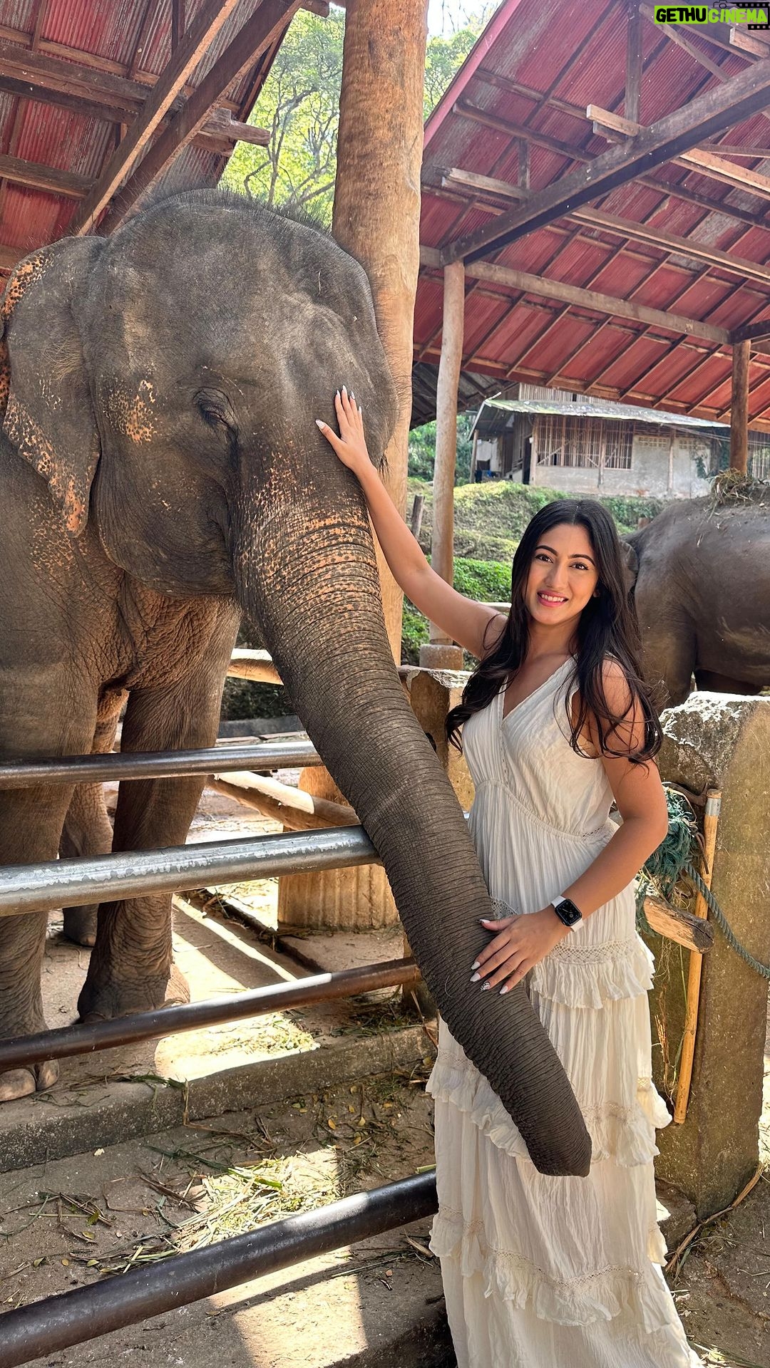 Safa Kabir Instagram - Had the most wholesome experience at the elephant sanctuary. Feeding these rescued animals made my heart melt 🐘🤍
