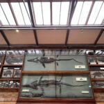 Safa Kabir Instagram - It was an amazing experience in natural history museum London. Natural History Museum, London