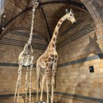 Safa Kabir Instagram - It was an amazing experience in natural history museum London. Natural History Museum, London